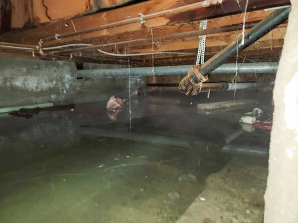  Allendale, SC Water damage restoration Pros